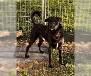 Labrador Retriever-Spaniel Mix Dogs for adoption in Sistersville, WV, USA