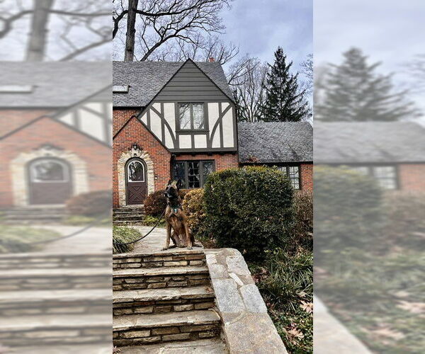 Medium Photo #7 Mutt Puppy For Sale in Stevens Point, WI, USA