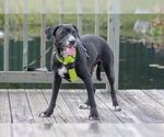 Small #1 Labrador Retriever Mix