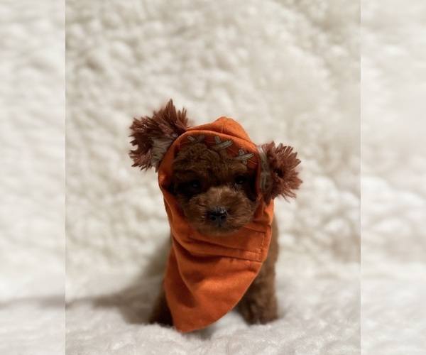 Medium Photo #2 Poodle (Toy) Puppy For Sale in REDLANDS, CA, USA