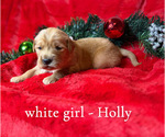 Puppy Holly Golden Retriever