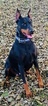 Small Photo #1 Doberman Pinscher Puppy For Sale in INWOOD, IN, USA