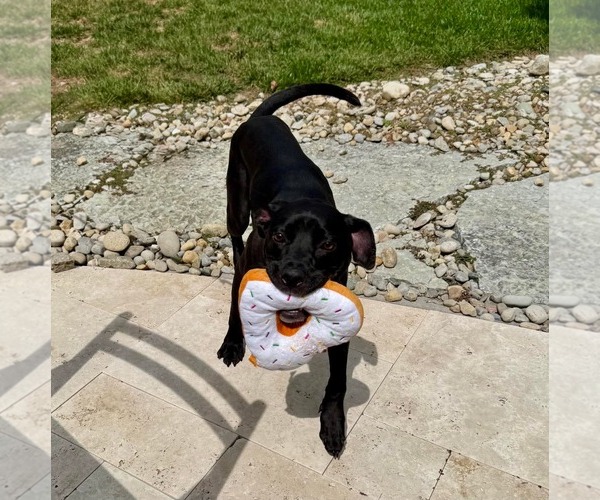 Medium Photo #12 Labrador Retriever-Unknown Mix Puppy For Sale in Germantown, OH, USA