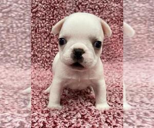 French Bulldog Puppy for sale in JOHNS ISLAND, SC, USA