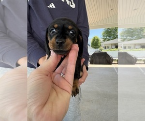 Medium Dachshund