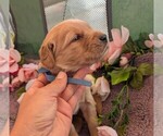 Small #12 English Cream Golden Retriever