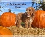 Small Photo #6 Goldendoodle (Miniature) Puppy For Sale in CONVOY, OH, USA