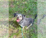 Small #6 Poodle (Miniature) Mix