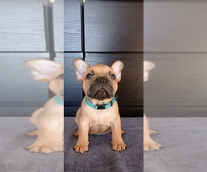 French Bulldog Puppy for Sale in Budapest, Budapest Hungary