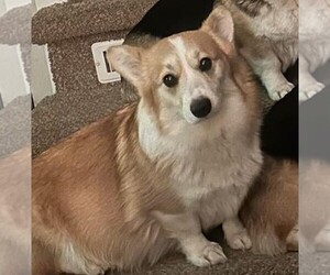 Mother of the Pembroke Welsh Corgi puppies born on 01/21/2025