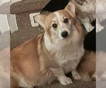 Small Photo #1 Pembroke Welsh Corgi Puppy For Sale in GRAND LEDGE, MI, USA