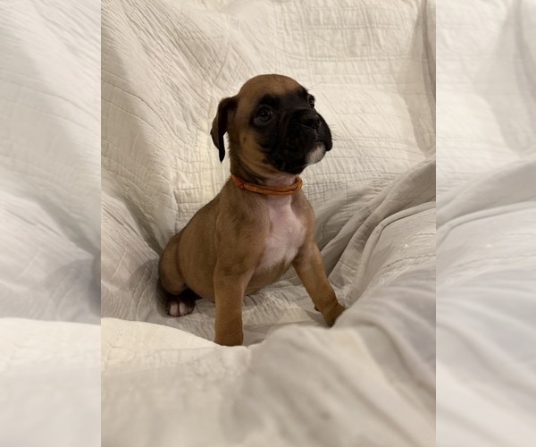 Medium Photo #6 Boxer Puppy For Sale in BRUSH CREEK, TN, USA