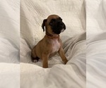 Small Photo #6 Boxer Puppy For Sale in BRUSH CREEK, TN, USA