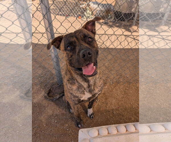 Medium Photo #1 Mastiff-Unknown Mix Puppy For Sale in Chandler, AZ, USA
