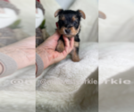 Small Photo #10 Yorkshire Terrier Puppy For Sale in FENTON, MI, USA