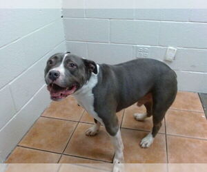 Medium American Pit Bull Terrier