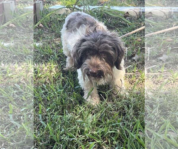 Medium Photo #4 Havanese Puppy For Sale in HOPKINSVILLE/PRINCETON, KY, NH, USA