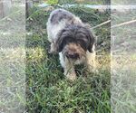 Small #3 Havanese