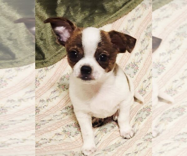 Medium Photo #1 Chihuahua Puppy For Sale in MOUNT AIRY, NC, USA