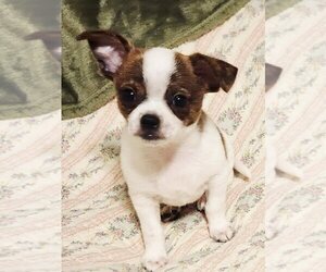 Chihuahua Puppy for sale in MOUNT AIRY, NC, USA