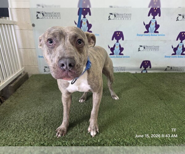 Medium Photo #1 Mutt Puppy For Sale in Orlando, FL, USA