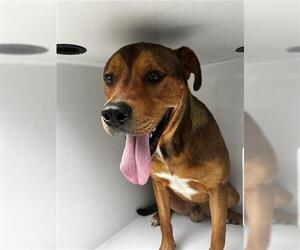 Labrador Retriever-Unknown Mix Dogs for adoption in Houston, TX, USA