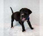 Small #4 Boxer Mix