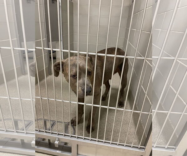 Medium Photo #5 American Pit Bull Terrier-Unknown Mix Puppy For Sale in Virginia Beach, VA, USA