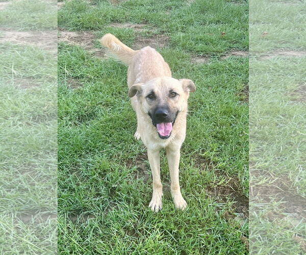 Medium Photo #2 German Shepherd Dog-Unknown Mix Puppy For Sale in Eastman, GA, USA