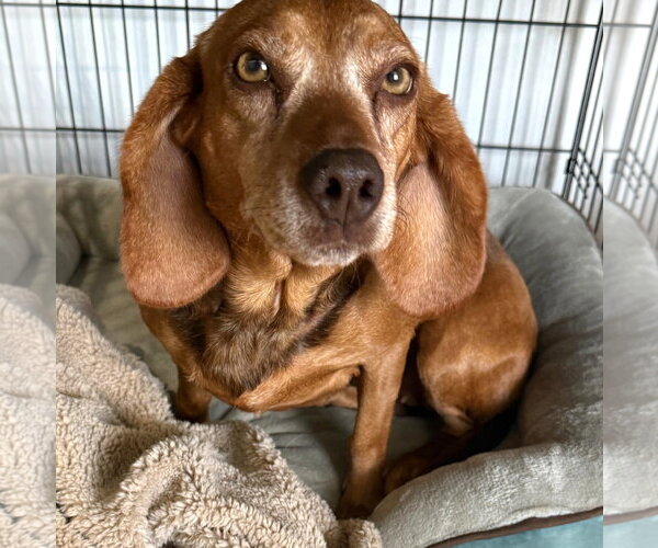 Medium Photo #6 Beagle Puppy For Sale in Dunnellon, FL, USA