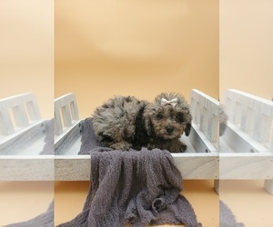 Poodle (Miniature) Puppy for sale in GOSHEN, IN, USA