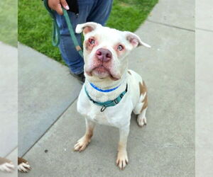 Bullboxer Pit Dogs for adoption in Long Beach, CA, USA
