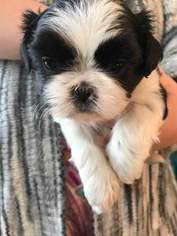 Shih Tzu Puppy for sale in LEAWOOD, KS, USA