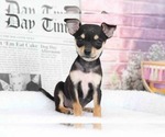 Small Photo #5 Chihuahua Puppy For Sale in BEL AIR, MD, USA