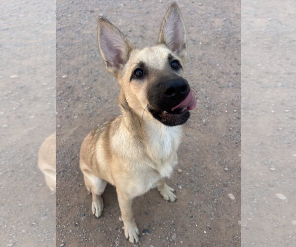 Medium Photo #4 Australian Shepherd-German Shepherd Dog Mix Puppy For Sale in Chandler, AZ, USA