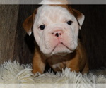 Small Photo #12 English Bulldog Puppy For Sale in VERONA, MO, USA