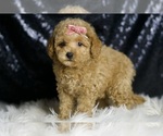 Small #2 Maltipoo
