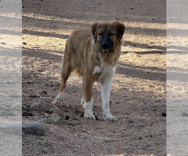 Medium Photo #2 Collie-Unknown Mix Puppy For Sale in Littleton, CO, USA
