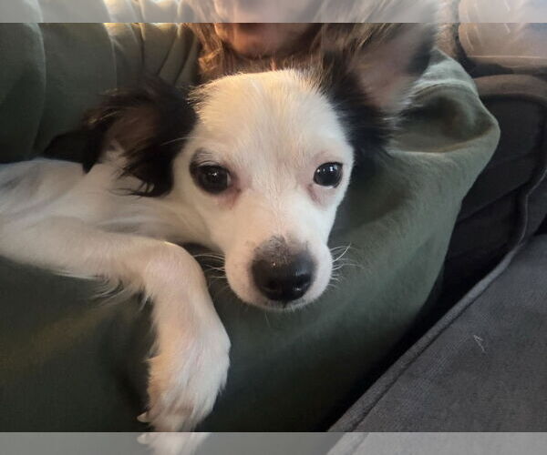 Medium Photo #4 Chiranian Puppy For Sale in Littleton, CO, USA