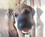 Small Photo #3 Irish Dane Puppy For Sale in BURLESON, TX, USA