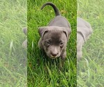 Small #4 American Bully