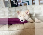 Puppy 4 Samoyed-Siberian Husky Mix