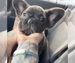 Small Photo #27 French Bulldog Puppy For Sale in CHARLOTTE, NC, USA