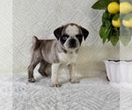 Small #3 Pug