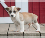 Small #3 Pembroke Welsh Corgi