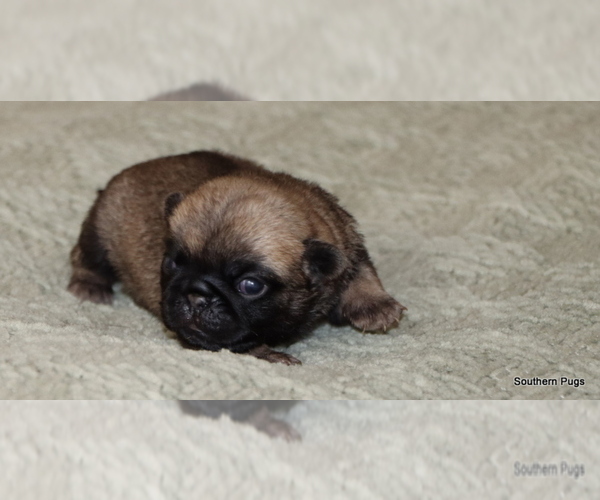 Medium Photo #5 Pug Puppy For Sale in WINNSBORO, TX, USA