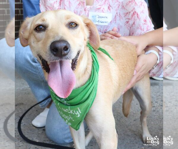 Medium Photo #4 Labrador Retriever-Retriever  Mix Puppy For Sale in Washington, DC, USA