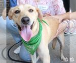 Small #3 Labrador Retriever-Retriever  Mix