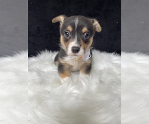 Pembroke Welsh Corgi Puppy for Sale in LANCASTER, Pennsylvania USA