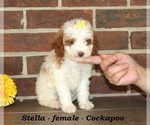 Small #2 Cockapoo (Miniature)